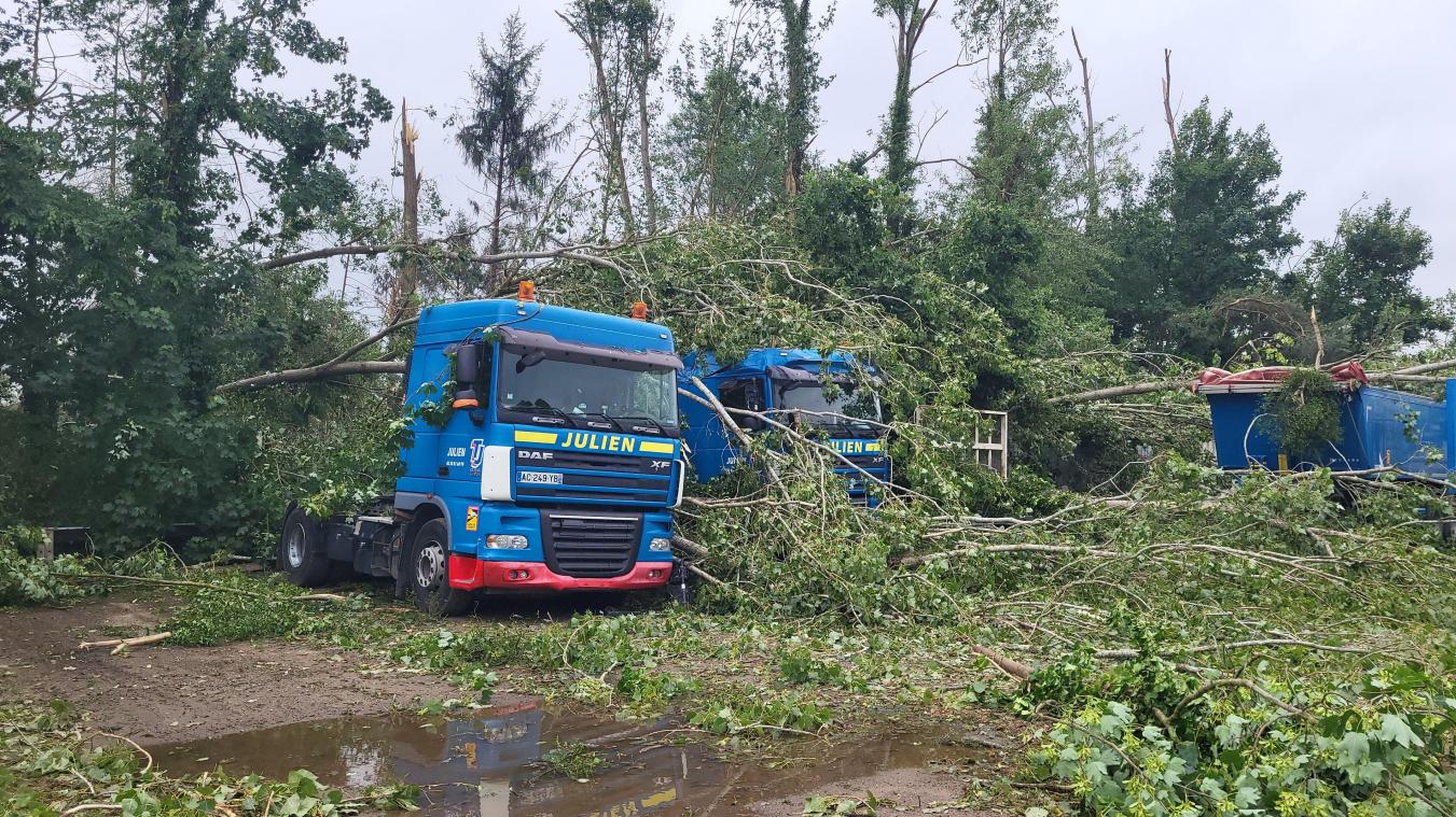 Des arbres ont plié sous l'effet du vent et se sont abattus sur des camions d'une entreprise de transport