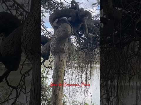 Image Youtube